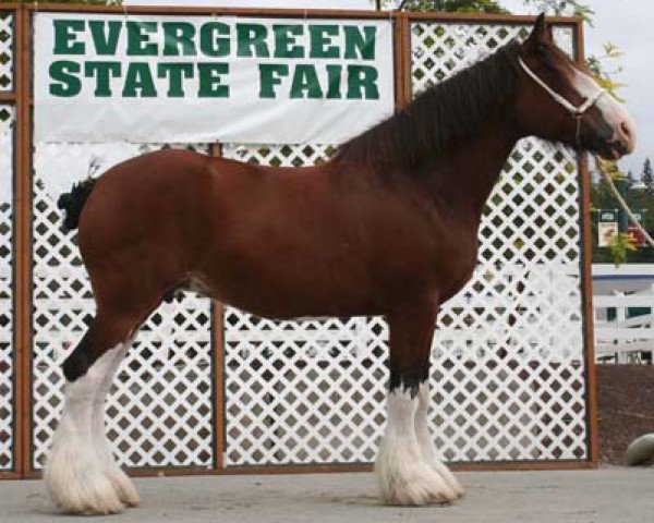 Zuchtstute Northwest Arrows Yvonne (Clydesdale, 1995, von Northwest Glenords U.R. Arrow)