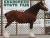 broodmare Northwest Arrows Yvonne (Clydesdale, 1995, from Northwest Glenords U.R. Arrow)