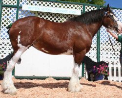 Zuchtstute Northwest Arrows Yvette (Clydesdale, 1995, von Northwest Glenords U.R. Arrow)