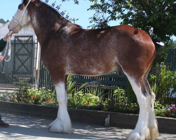 Pferd Northwest Arrow's Isaac (Clydesdale, 2005, von Northwest Glenords U.R. Arrow)