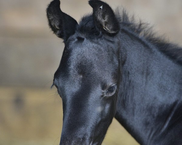 dressage horse Piccar US (German Sport Horse, 2020, from Picaro US)