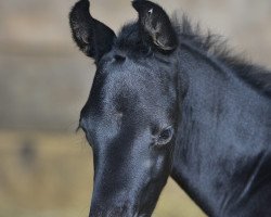 Pferd Piccar US (Deutsches Sportpferd, 2020, von Picaro US)