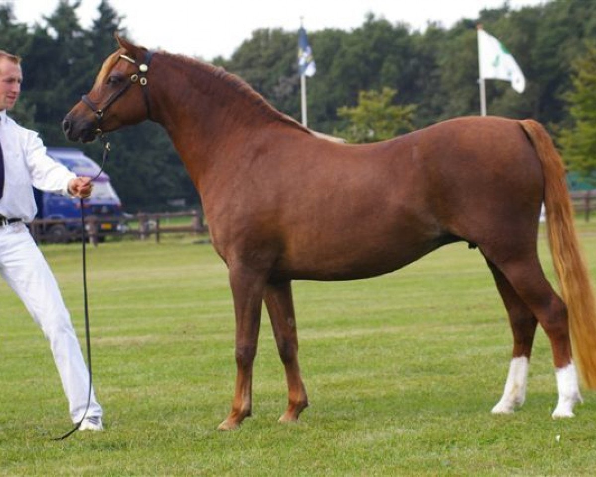 broodmare Spring Dreams Ophelia (Welsh-Pony (Section B), 2001, from Wildzang's Sundancer)
