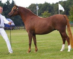 broodmare Spring Dreams Ophelia (Welsh-Pony (Section B), 2001, from Wildzang's Sundancer)