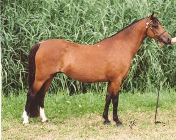 broodmare Spring Dreams Olivia (Welsh-Pony (Section B), 1990, from Shamrock Mr. Oliver)