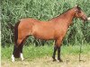 Zuchtstute Spring Dreams Olivia (Welsh Pony (Sek.B), 1990, von Shamrock Mr. Oliver)