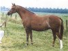 Zuchtstute Berkelrode's Soraya (Welsh Pony (Sek.B), 1980, von Abercrychan Cavalier)