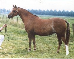 broodmare Berkelrode's Soraya (Welsh-Pony (Section B), 1980, from Abercrychan Cavalier)