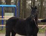 broodmare Die rockt das Ding (Westphalian, 2015, from Don Frederic 3)