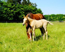 dressage horse Danzmajor (German Riding Pony, 2020, from Dating At NRW)