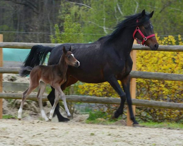 broodmare Wischhoffs Everybodys Darling (German Riding Pony, 2011, from Reitland's Du oder Keiner)