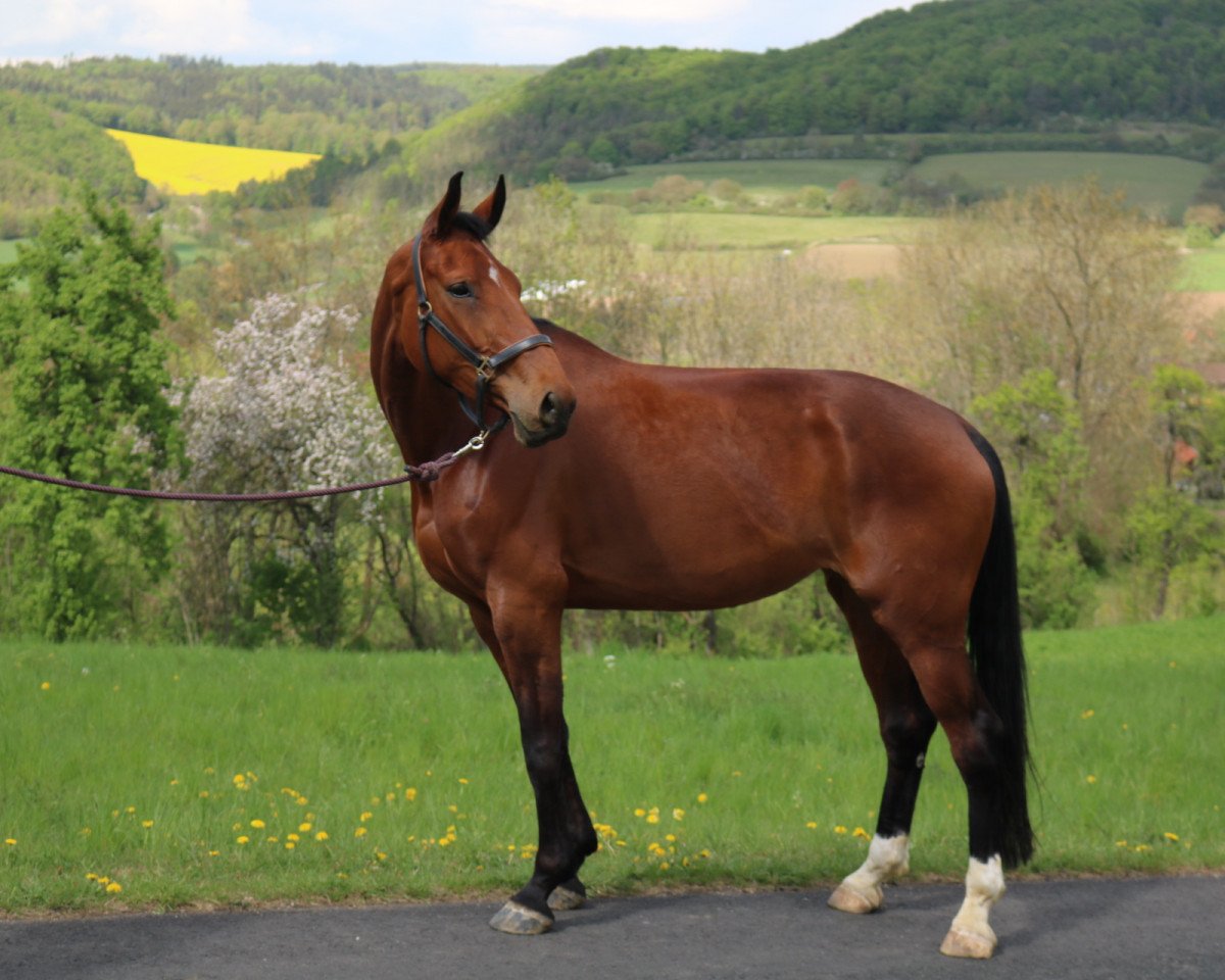 dressage horse Despina 62 (Hanoverian, 2012, from Destano)