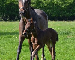 broodmare Liza Minnelli 2 (Westphalian, 2004, from Laudabilis)