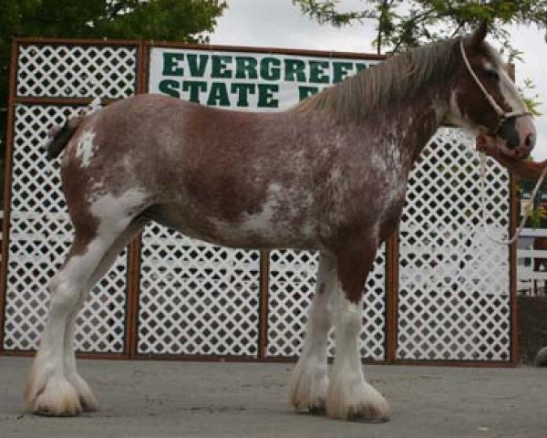 broodmare Northwest Arrow's Image of Heather (Clydesdale, 2005, from Northwest Glenords U.R. Arrow)