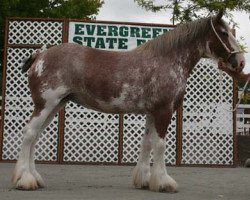 broodmare Northwest Arrow's Image of Heather (Clydesdale, 2005, from Northwest Glenords U.R. Arrow)