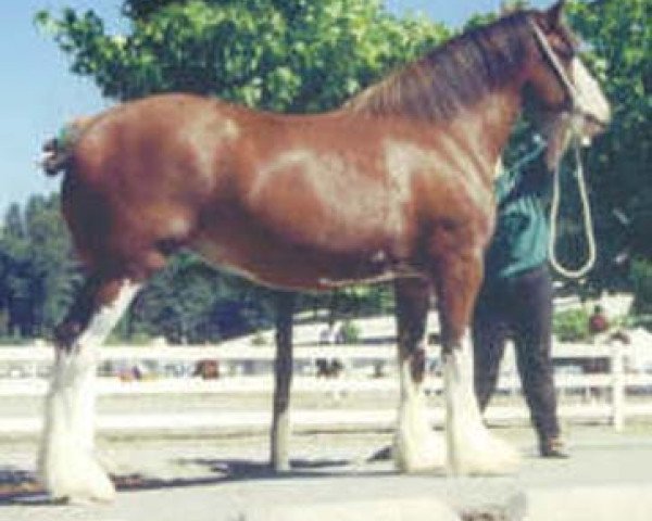 broodmare Northwest Arrow's Caleigh (Clydesdale, 1999, from Northwest Glenords U.R. Arrow)