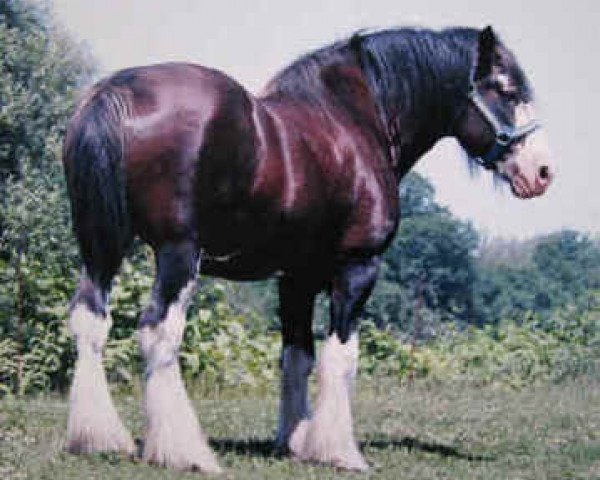 stallion Northwest Arrows Benefactor (Clydesdale, 1998, from Northwest Glenords U.R. Arrow)