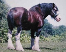 Deckhengst Northwest Arrows Benefactor (Clydesdale, 1998, von Northwest Glenords U.R. Arrow)