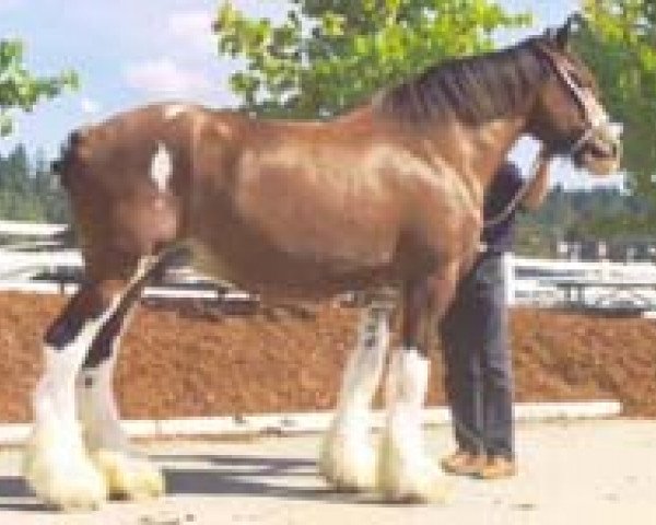 Zuchtstute Northwest Nicholas' Foxie Renee (Clydesdale, 1988, von Northwest Aristocrats Nicholas)