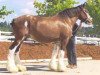 Zuchtstute Northwest Nicholas' Foxie Renee (Clydesdale, 1988, von Northwest Aristocrats Nicholas)