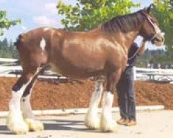 Zuchtstute Northwest Nicholas' Foxie Renee (Clydesdale, 1988, von Northwest Aristocrats Nicholas)