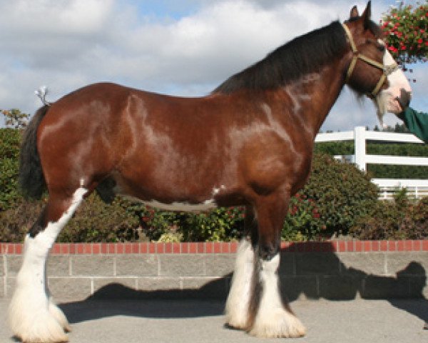 Pferd Northwest Arrow's Apollo (Clydesdale, 1997, von Northwest Glenords U.R. Arrow)