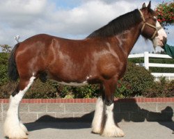 Pferd Northwest Arrow's Apollo (Clydesdale, 1997, von Northwest Glenords U.R. Arrow)