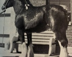 Zuchtstute Northumberland Marilyn (Clydesdale, 1979, von Phara Glenord)