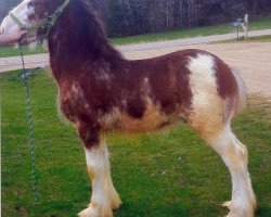 horse Northumberland Lochlyn (Clydesdale, 2016, from Jonesway Lochlyn)