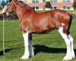 broodmare Northumberland Lady Kate (Clydesdale, 2012, from Willow Way Fontaine)