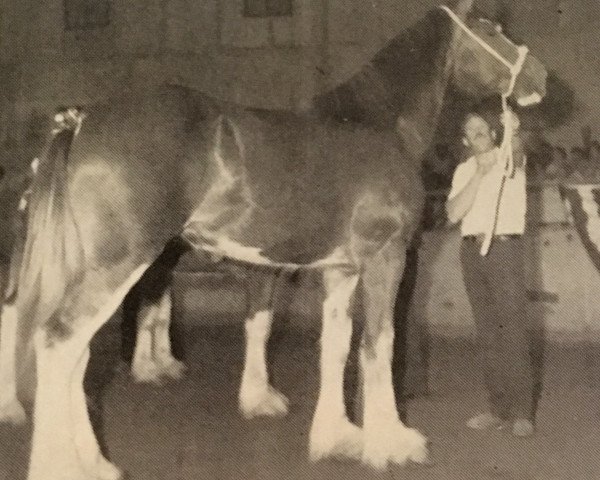 Zuchtstute Northumberland Lady Alecia (Clydesdale, 1986, von Solomon's Commander)