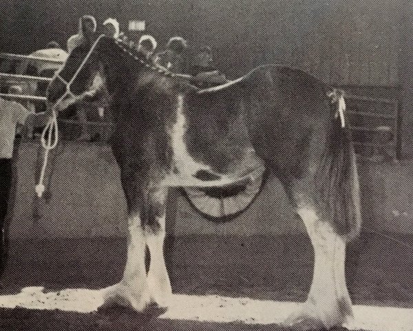 stallion Northumberland Iron Duke (Clydesdale, 1986, from Solomon's Commander)