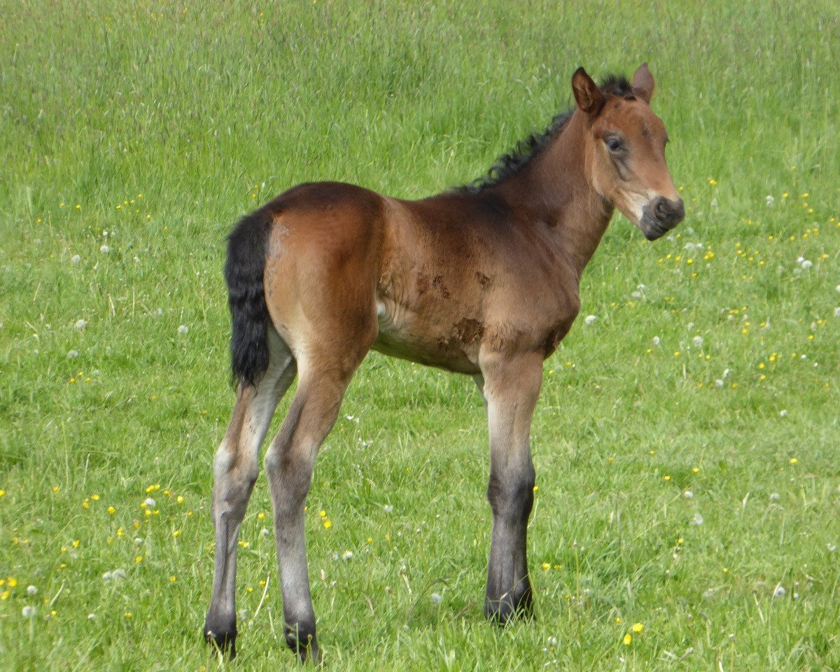 dressage horse Balea TS (Westphalian, 2020, from Blue Hors Baron)