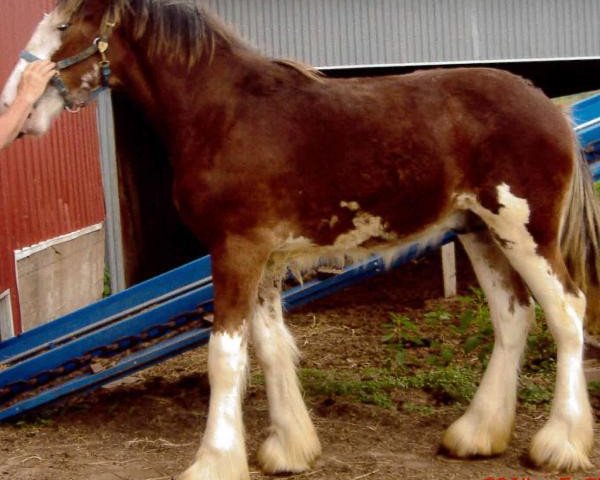 horse Northumberland Ambassador (Clydesdale, 2013, from Willow Way Fontaine)