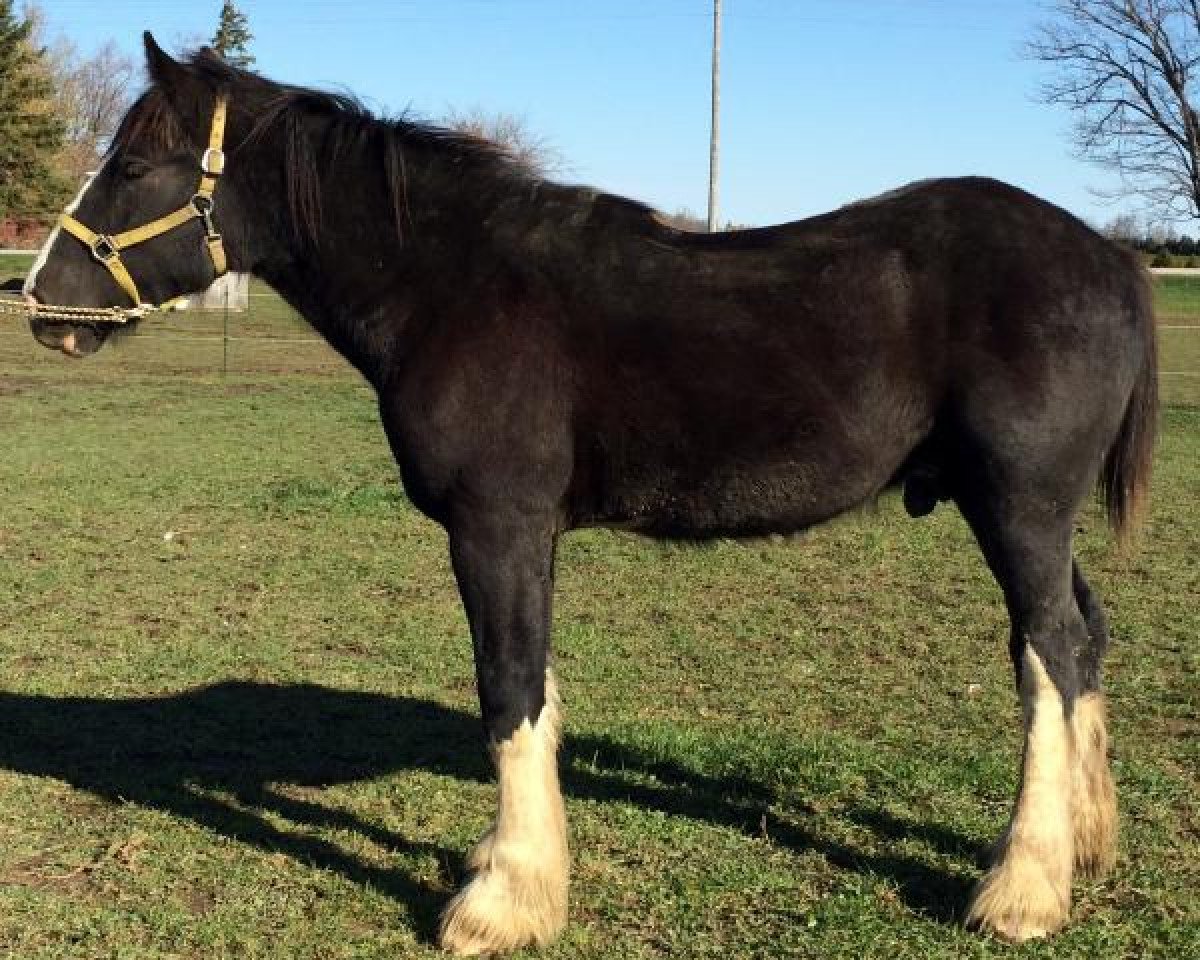 stallion Northrich Razor Sharp (Clydesdale, 2013, from Mistyland Jinx)