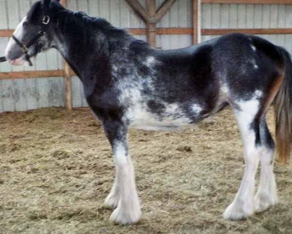 horse Northrich Lacey Lady (Clydesdale, 2014, from Mistyland Jinx)