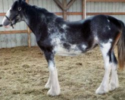 Pferd Northrich Lacey Lady (Clydesdale, 2014, von Mistyland Jinx)