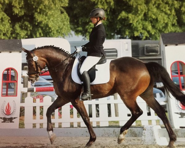 dressage horse Codex Chrono Day Date (Württemberger, 2008, from Calimor)