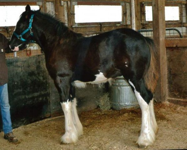 horse Northrich Jameson (Clydesdale, 2018, from Mistyland Jinx)