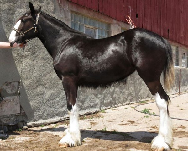 Pferd Northrich Sweet Lizzy (Clydesdale, 2015, von Mistyland Jinx)