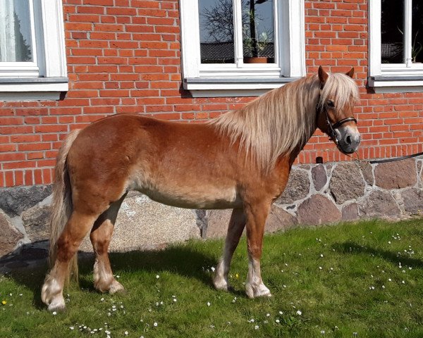 broodmare Mühlenmoor Golden Gretchen (Dartmoor Pony, 2011, from VA Starboard)