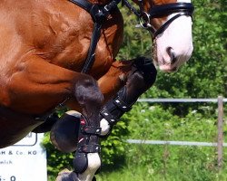 jumper Monier 3 (Belgian Warmblood, 2012, from Der Senaat 111)