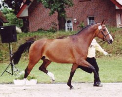 horse Weltmaerchen II (Hannoveraner, 1994, from Weltmeyer)