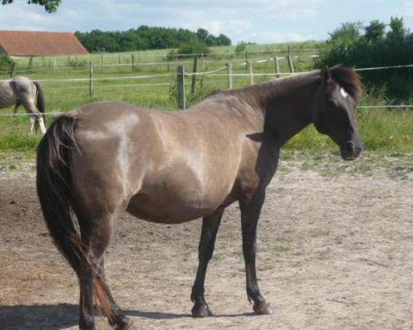 Zuchtstute Ehiva des Leus (Französisches Pony, 1992, von Hadj A AA)