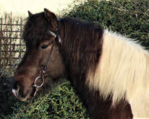 Pferd Fridur (Islandpferd, 2015)