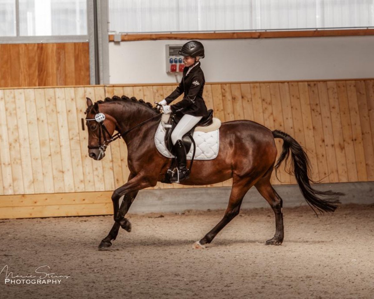 broodmare Velvet Sun (Westphalian, 2004, from Veivel R)