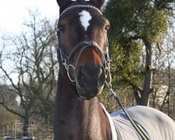 dressage horse Welano 7 (Zweibrücken, 2001, from Wolkenstürmer)