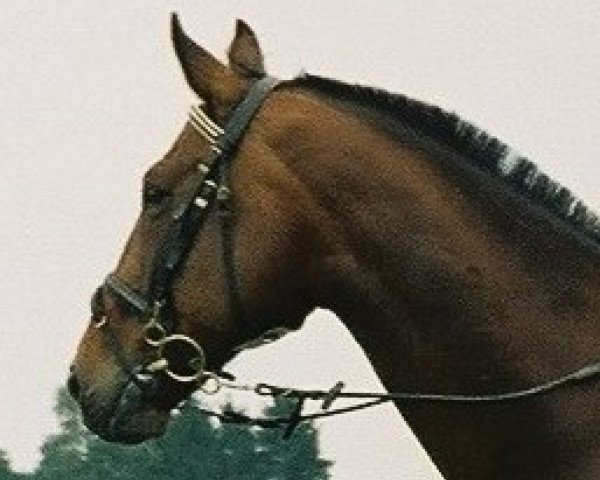 Pferd Kasino (Polnisches Warmblut, 1991, von Kłobuk)