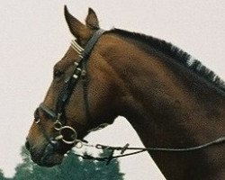 horse Kasino (Polish Warmblood, 1991, from Kłobuk)