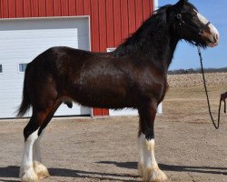 Pferd Northrich MJ's Ambassador (Clydesdale, 2015, von Mistyland Jinx)